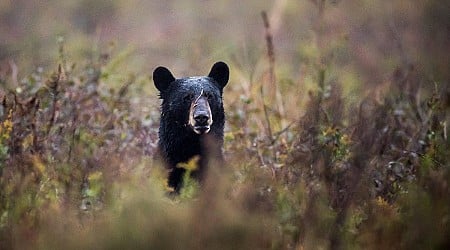 Family Eats Bear, Ends Up With Parasitic Worms