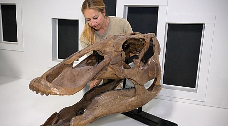 Rare juvenile T. rex fossil found by children in North Dakota to go on display