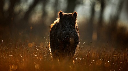 Boar war: 250-pound 'super-pigs' are rampaging toward the US border