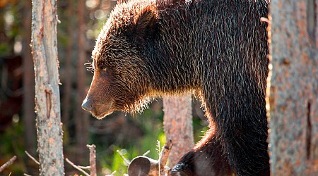 35-year-old man survives grizzly bear attack after encountering 2 at national park