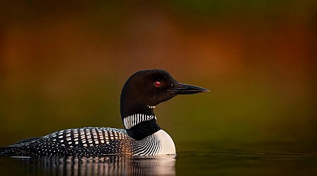 Loons Keep Coming Back To This Man-Made Minnesota Nest