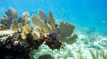 Global Coral Bleaching Event Expanding To New Countries: Scientists