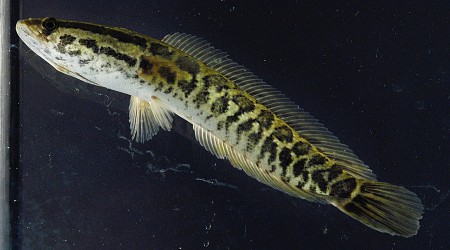 Invasive Land-Slithering Fish Suddenly Found in Missouri