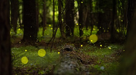 Witnessing the spectacle of synchronous fireflies is ‘like magic’