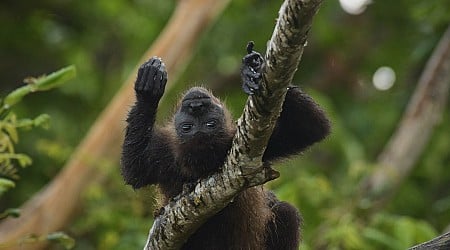 Mexico Is So Hot, Monkeys Are Falling to Their Death From Trees