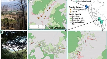 Study explains regional differences in bird diversity in agroforestry systems