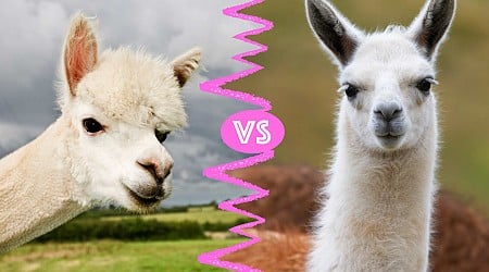 Alpacas vs. Llamas: What’s the Difference?