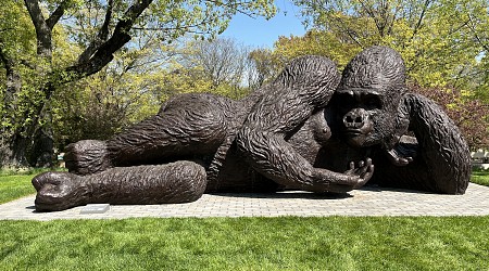 “World’s Largest Bronze Gorilla” Lands in Connecticut