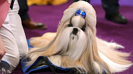 You need to see the 7 prize winners at this year's Westminster dog show