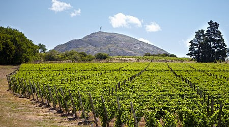Uruguay harvest report 2024: Expressive white wines and Pinot Noirs