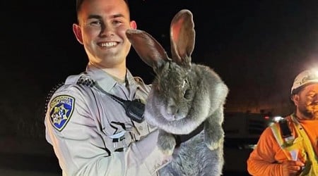 Massive, 26-pound rabbit rescued from California highway