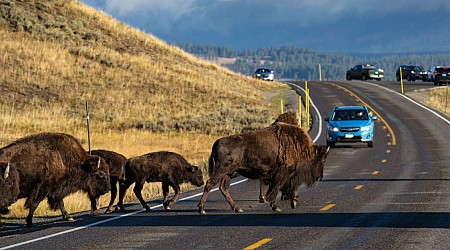 83-Year-Old Woman Seriously Injured After Goring by Bison at Yellowstone National Park