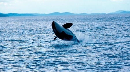 Pod of killer whales attacks and sinks 50-foot yacht in Strait of Gibraltar