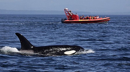 Orcas have attacked and sunk another boat in Europe — and experts warn there could be more attacks soon