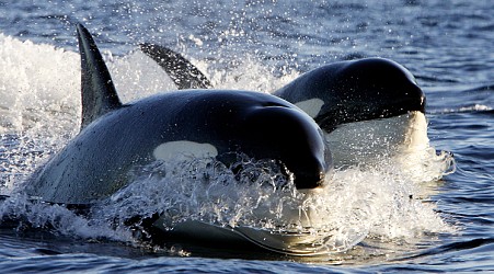 Orcas Strike Again, Sinking Yacht in Strait of Gibraltar