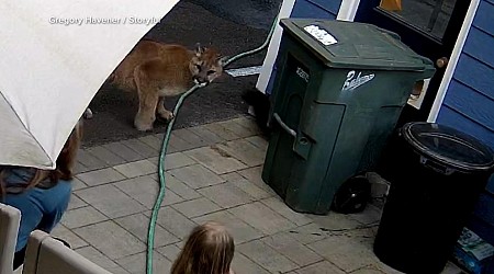 WATCH: Family has encounter with cougar in backyard of home