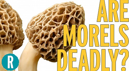 Video: This edible mushroom could kill you