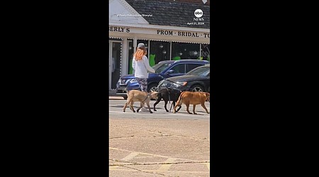 WATCH: Part of the pack: Goat goes for a walk with a couple of dogs