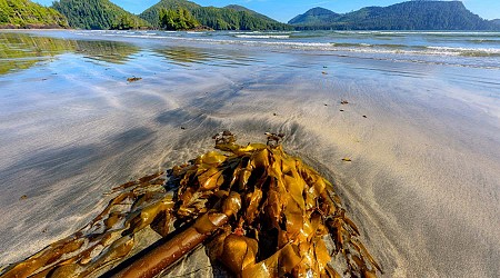 Can seaweed provide the minerals we need for clean energy?