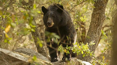 Bear Mauls 15-Year-Old Boy as He Watches TV in Arizona: ‘Got Him on the Nose and the Cheek’