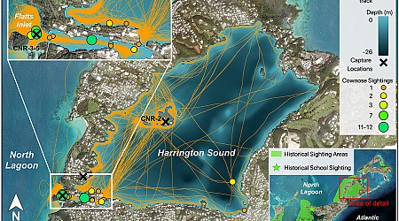 After hundreds of years, study confirms Bermuda now home to cownose rays