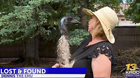 Dennis the Emu found safe in Colorado Springs