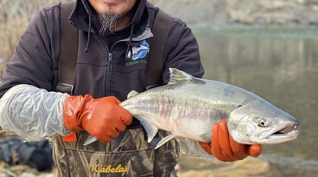 'Open gates' in warming Arctic are expanding salmon range