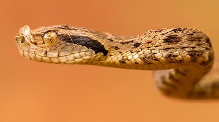 A Biologist Reveals How To Avoid Deadly Bites From South America’s Most Feared Snake