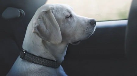 Montana Man Gets Into Wrong Car, Stranger’s Dog in Back Seat