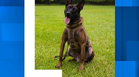 SC K-9 officer killed in action in Newberry County, state agents confirm