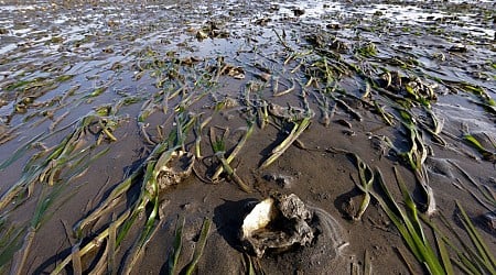 FDA Issues Warning on Paralytic Shellfish Poisoning in Pacific Northwest