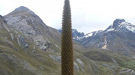 Esta es la planta que tarda 100 años en florecer: se encuentra en peligro de extinción