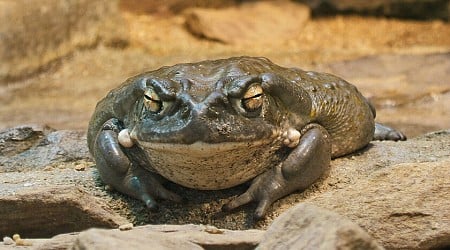 La última prometedora droga contra la depresión tiene un origen sorprendente: el veneno alucinógeno de un sapo