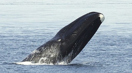 En los 70 los científicos se dieron cuenta de que los animales grandes deberían sufrir más el cáncer. Y de que no era el caso