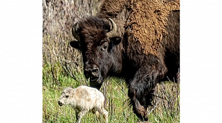 Reported Birth of Rare White Buffalo Calf in Yellowstone Park Fulfills Lakota Prophecy