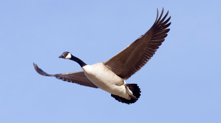 Goose Comforted By Visions Of Long-Dead Relatives Beckoning It Into Jet Engine
