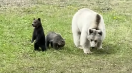 Tragic Death of Extremely Rare White Grizzly Bear & Cubs in Canada Has Everyone Devastated