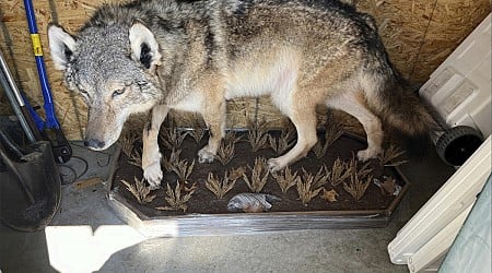 No charges in killing of gray wolf in southern Michigan. Experts stumped about how it got there.