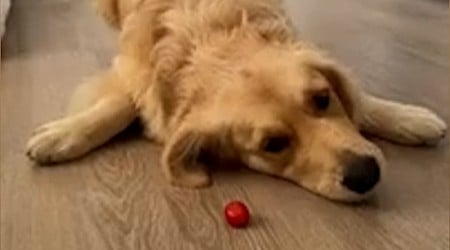 WATCH: Dog loves to play with tomatoes