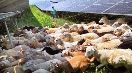 Massachusetts environmentalists find a new friend: Sheep