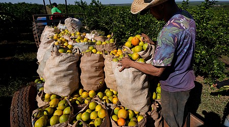 High orange juice prices may be on the table for a while due to disease and extreme weather