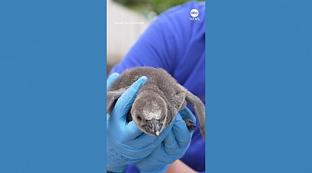WATCH: Vulnerable penguin chicks hatch at zoo in England