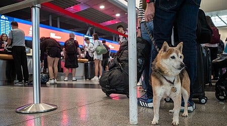 Your Dogs Can Now Fly in Luxury With a New Airline Just for Them