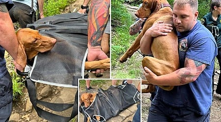 Dog bitten by venomous snake at Connecticut state park prompts risky mountaintop rescue