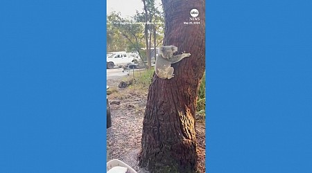 WATCH: Rehabilitated koala released back into wild