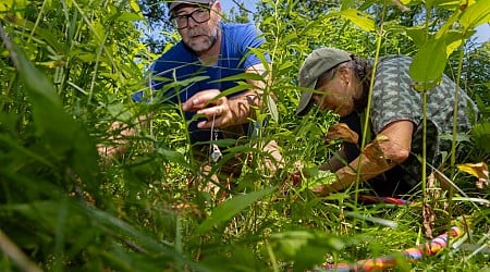 As cicadas emerge in Illinois, scientists research food web impact