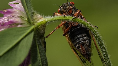 Illinois cicadas: This is what it's like to see and feel billions of bugs