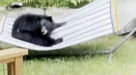 Schwarzbär-Gang chillt hart in Hängematte im Garten