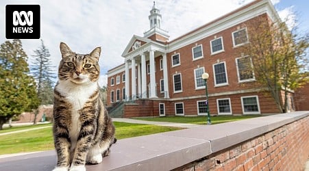 Max the cat earns his degree in 'litter-ature' at US university