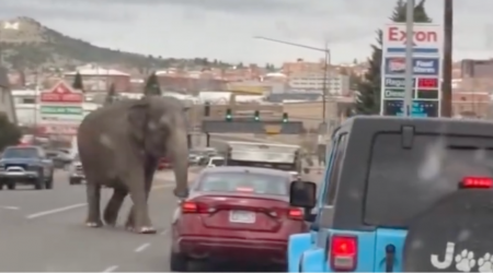 Montana Motorists Sit In Awe As They Watch An Elephant Cross The Road